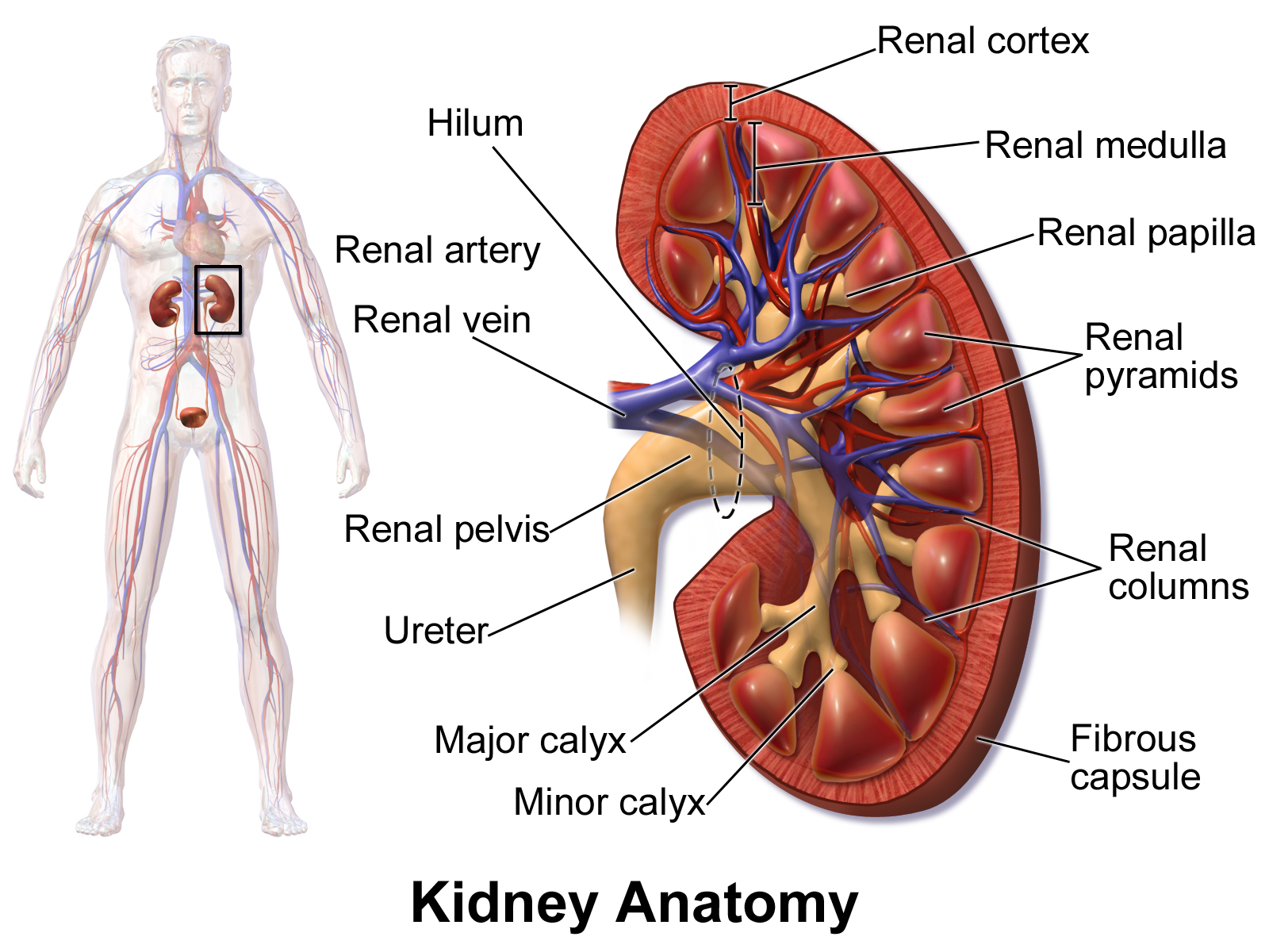 kidney-disease-it-s-more-common-than-you-think-phil-doc